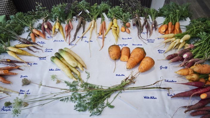 Gemüse: Große Vielfalt: Alle Karottensorten stammen von der Wildkarotte ab (vorne im Bild). Alte Sorten sind weiß bis gelb oder violett. Orangefarbene Sorten wurden erstmals in den Niederlanden gezüchtet, allerdings nicht, wie die Legende es will, zu Ehren des Königshauses Oranje.