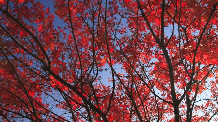 Forstwirtschaft: Die Roteiche, die aus Nordamerika stammt, hat ihren Namen vom rötlich-braunen Kernholz, junge Exemplare färben ihr Laub im Herbst rot.