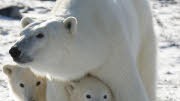 Eisbären, Jagd, Kanada, Inuit, Eisbärenfell