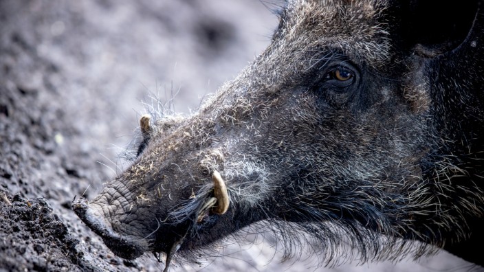 Schweinepest: Wildschweinkadaver notfalls per 112 melden