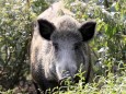 WILDSCHWEIN WILDSCHWEINE Afrikanische Schweinepest in Deutschland am 11.09.2020 in Duesseldorf Wildpark *** Feral pigs