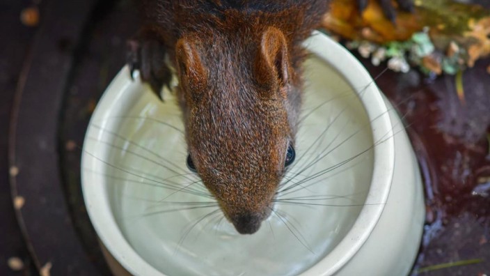 Friedhöfe in München: Damit Eichhörnchen bei Trockenheit gefahrlos an Wasser kommen, brauchen sie flache Wasserstellen wie diese.