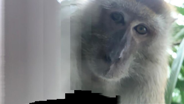 Affen-Selfie: Primat klaut in Malaysia Smartphone und macht Fotos