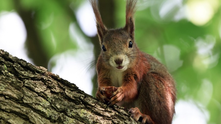 Tierschutz: Scharfe Krallen, bewegliche Zehen und ein langer buschiger Schwanz: Eichhörnchen haben ideale Voraussetzungen für waghalsige Klettermanöver.