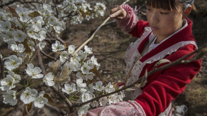 Humans Do The Work of Bees in Rural China