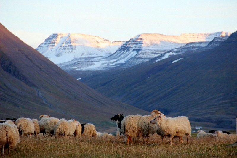 Island Schafabtrieb Schafe Abtrieb Herbst Reise Iceland