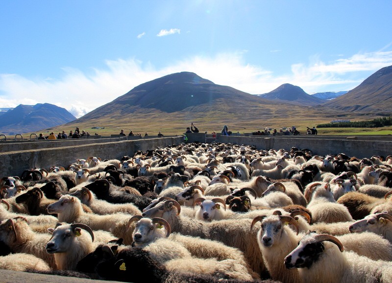 Island Schafabtrieb Schafe Abtrieb Herbst Reise Iceland Bilder