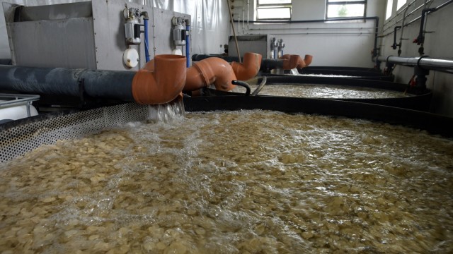 St. Wolfgang: Ein Biofilter, wo der Fischkot aus dem Wasser gelöst wird.