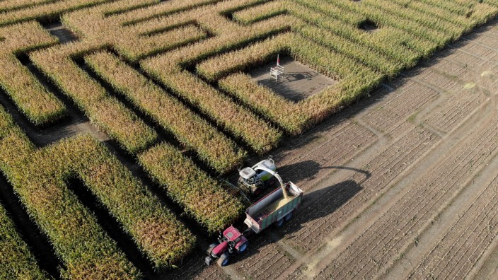 Maislabyrinth in Niedersachsen