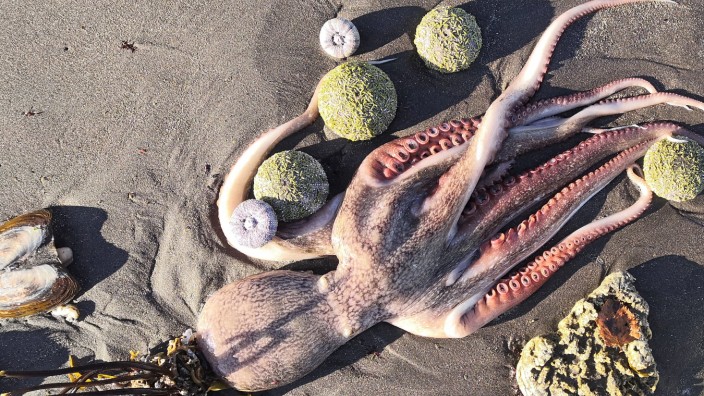 VILYUCHINSK, RUSSIA - OCTOBER 1, 2020: A dead octopus on the shore of the Bezymyannaya Bay. Many dead marine animals ar