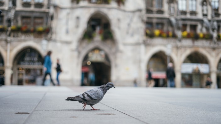 Tierschutz: Tauben am Münchner Marienplatz: Wenn es nach der Ökologisch-Demokratischen Partei geht, bekommen sie bald auch Raum im Rathaus.
