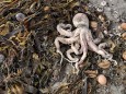 KAMCHATKA TERRITORY, RUSSIA - OCTOBER 4, 2020: An octopus and marine animals on the shore of the Spaseniya Bay. Dead ma