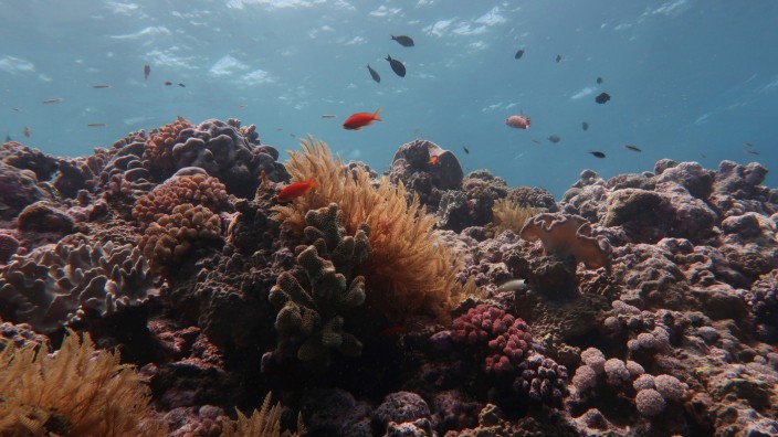 Great Barrier Reef's large corals in steep decline
