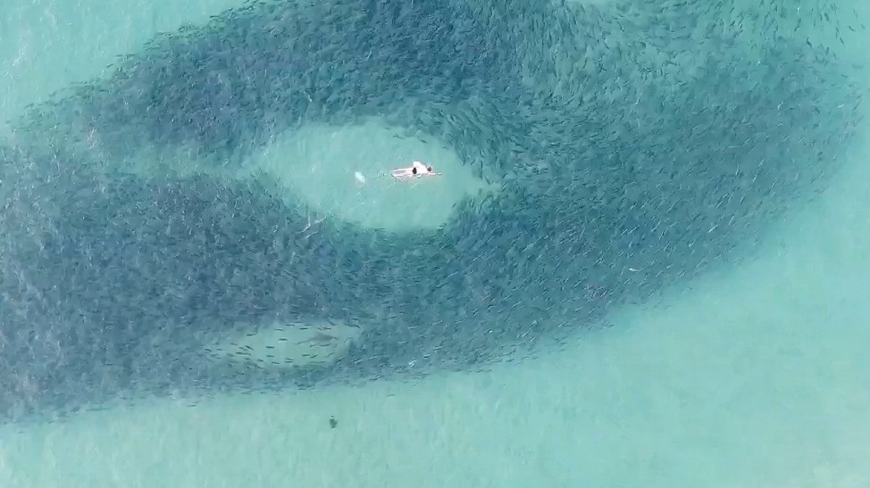 A person and a shark swim through a school of salmon at Sydney's Bondi Beach in Australia