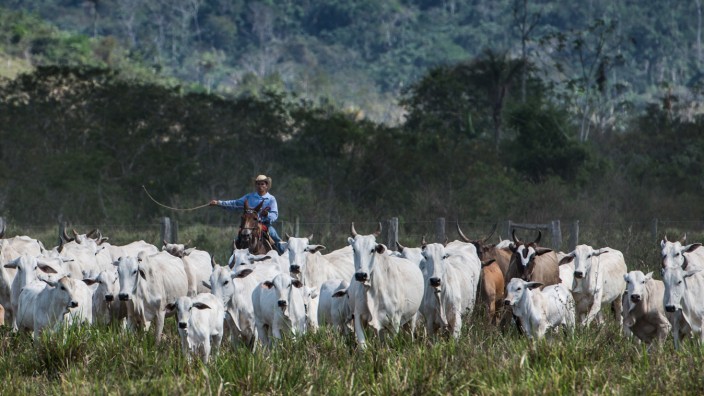 Zoonosen: Viehhaltung in Brasilien: Die Zerstörung von Lebensräumen unter anderem für die Fleischproduktion ist ein wesentlicher Treiber bei der Entstehung neuer Krankheiten.