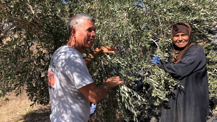 Olivenbauern im Westjordanland: Eine Zeit der Freude, aber auch der Furcht: Umm Mussa und Mohammed Khatib (links) bei der Olivenernte im Westjordanland.