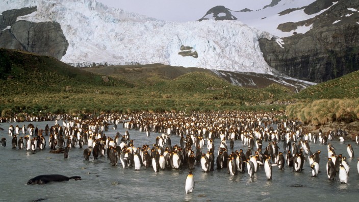 Eisberg auf Kollisionskurs mit Insel - Pinguine in Gefahr