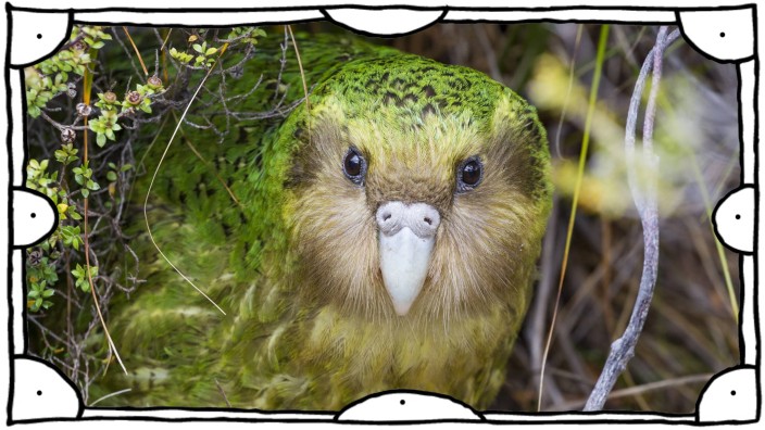 Sinbad the male Kakapo Strigops habroptilus curiously peering from the bushes during the day Cod