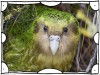 Sinbad the male Kakapo Strigops habroptilus curiously peering from the bushes during the day Cod