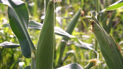 Entwicklungsbiologe Weigel im Interview: Der Klimawandel wird das Aussehen von Landschaften drastisch verändern. Hitze und Trockenheit werden Farmer in manchen Regionen der USA daran hindern, weiterhin Mais anzubauen.