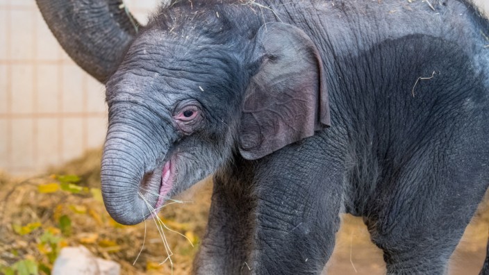 Hellabrunn: Das jüngst auf die Welt gekommene Elefantenbaby Otto würde normalerweise viele Besucher in den Zoo locken. Doch die müssen derzeit leider draußen bleiben.