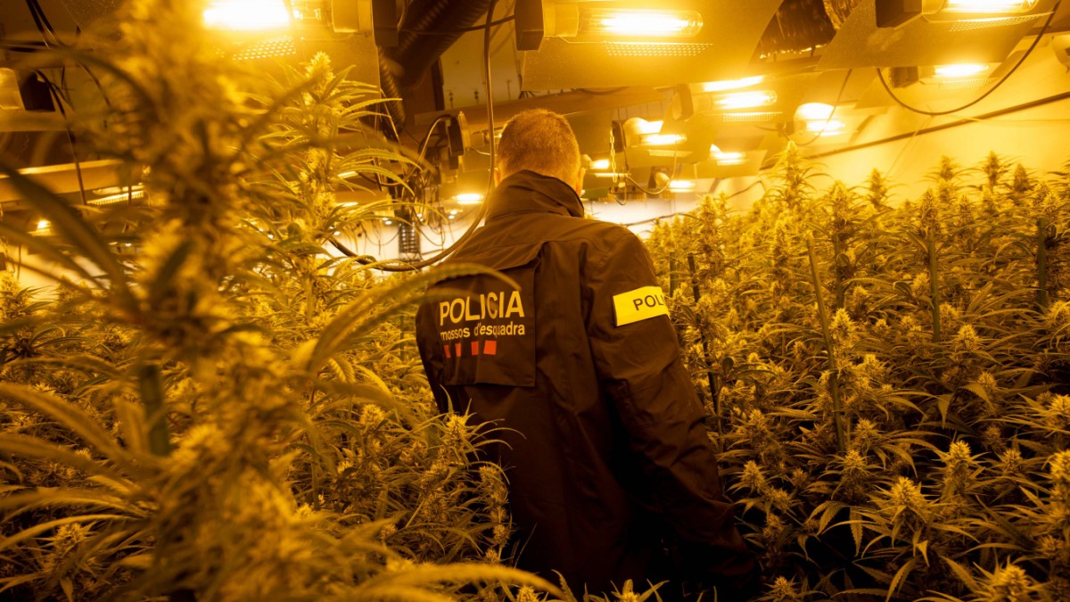 Illegaler Cannabis Anbau In Spanien Moderne Sklaverei