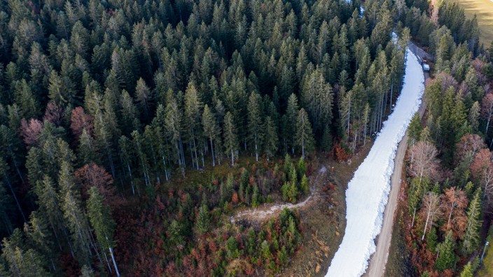 Weißes Band im grünen Wald: Die Snowfarming-Loipe in Seefeld wird aus altem Schnee gebaut.