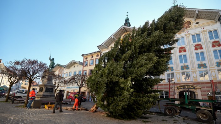 Weihnachtsbaum Christbaum Bad Tölz
