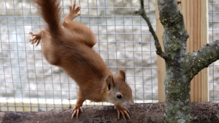 Eichhörnchen-Pflege in Hallbergmoos: Sechs Eichhörnchen wohnen in einer Voliere im Garten von Wolfgang Reiland in Hallbergmoos.