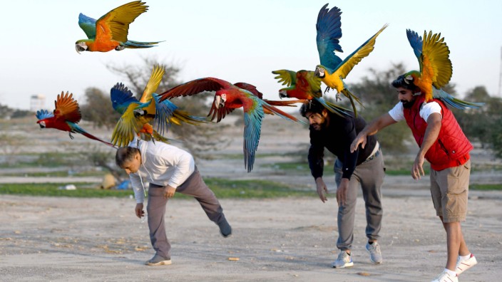 (201209) -- BEIJING, Dec. 9, 2020 -- People train parrots during a parrot-training show held by Kuwaiti bird lovers in J