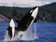 Killer Whale orcinus orca Mother and Calf Leaping Canada PUBLICATIONxINxGERxSUIxAUTxONLY
