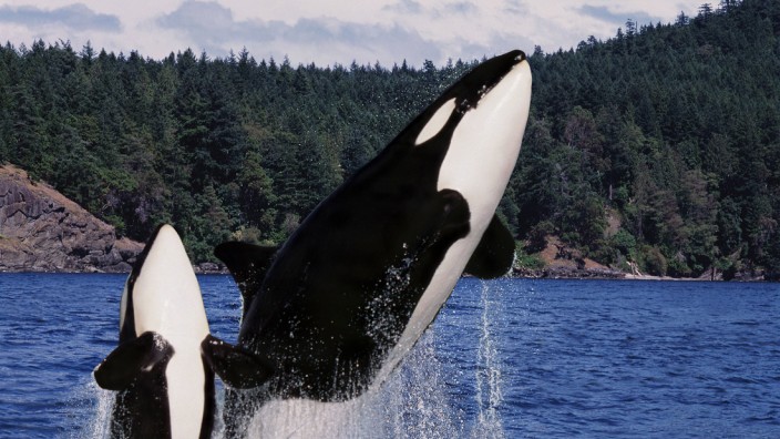 Killer Whale orcinus orca Mother and Calf Leaping Canada PUBLICATIONxINxGERxSUIxAUTxONLY