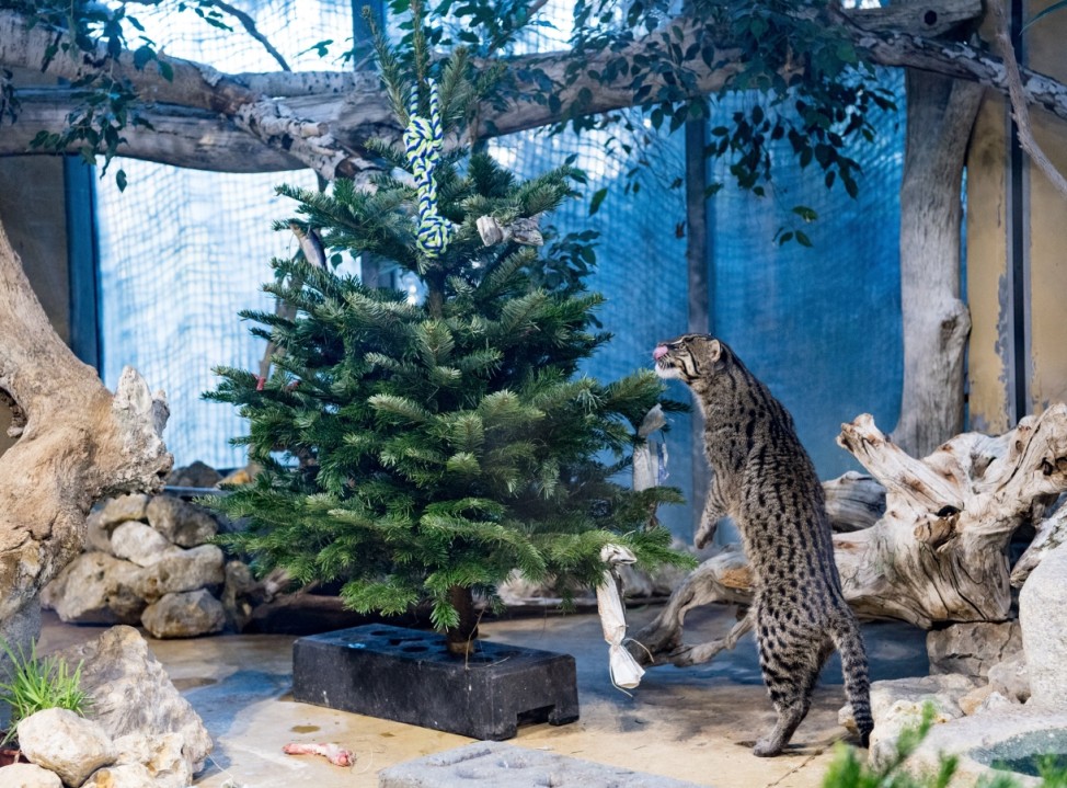 Weihnachten im Tierpark Hellabrunn