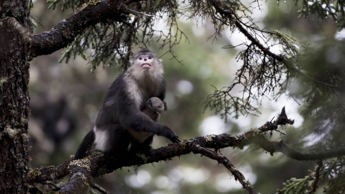 Photo of Verhaltensbiologie: Wie Affen sich bei der Geburt gegenseitig unterstützen – Wissen