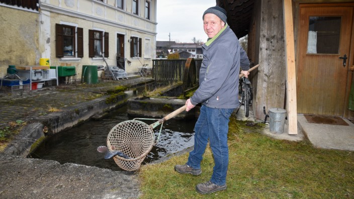 Feiertage im Lockdown: Josef Penzkofer fischt für seine Kunden Forellen, Karpfen und Saiblinge aus seinen Becken an der Mangmühle in Ascholding.