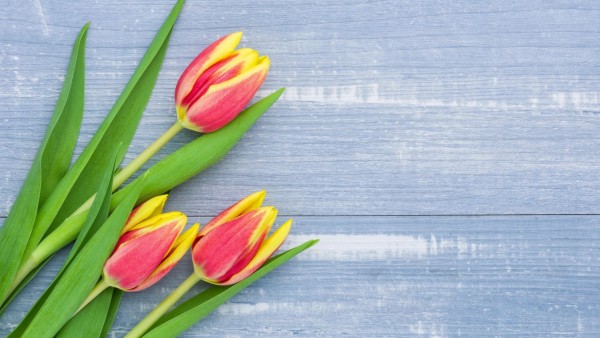 red-yellow tulips on blue wooden background Copyright: xZerborx Panthermedia16711684