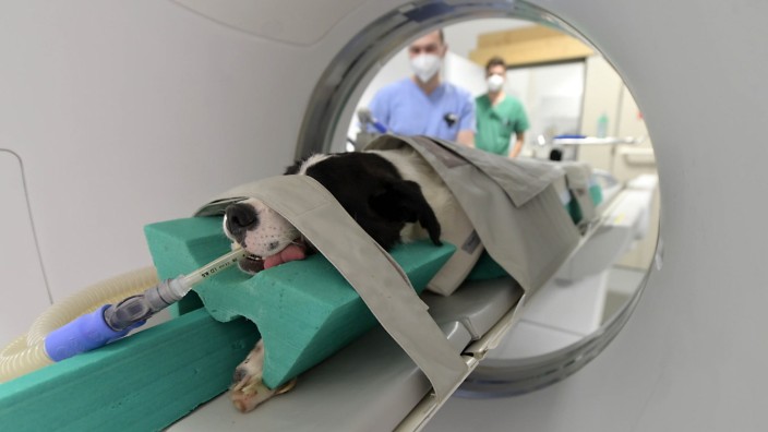 Tierklinik in Haar: Dass ein Hund ins CT-Gerät geschoben wird, gehört in der Haarer Tierklinik zum Alltag.