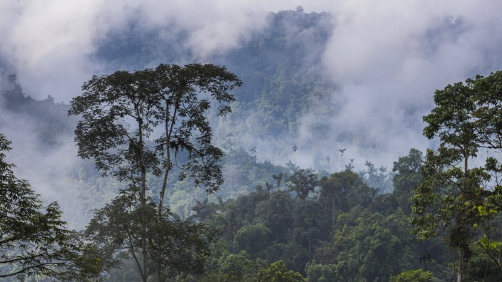 Choco Rainforest landscape, Ecuador. This area of jungle is the Mashpi Cloud Forest in the Pichincha Province of Ecuador
