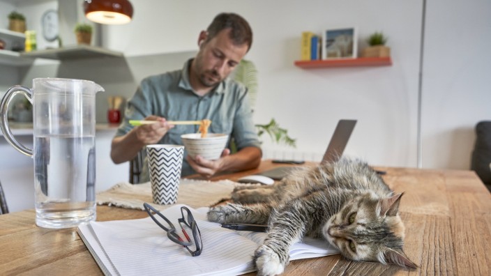 Cat lying on book while businessman eating noodles when working at home model released Symbolfoto property released VEGF