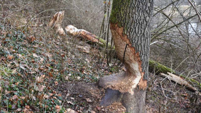 Lokale Agenda Eurasburg: Zwischen Bruggen und Baierlach hat der Biber einige wertvolle Bäume im Ufergebiet des Isar-Loisach-Kanals angenagt und teils stark beschädigt.