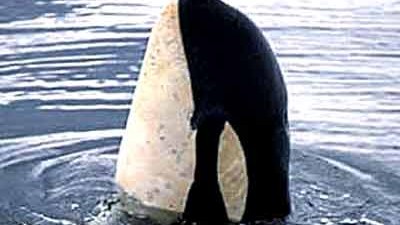 Teneriffa: Schwertwale werden auch als "Killer"- oder "Mörderwale" bezeichnet.