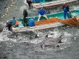 Delfinjagd in Taiji