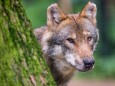 Streit um den Wolf in Nordrhein-Westfalen