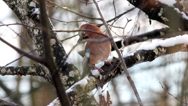 Tiere im Winter: Der Eichelhäher sucht versteckte Nüsse.
