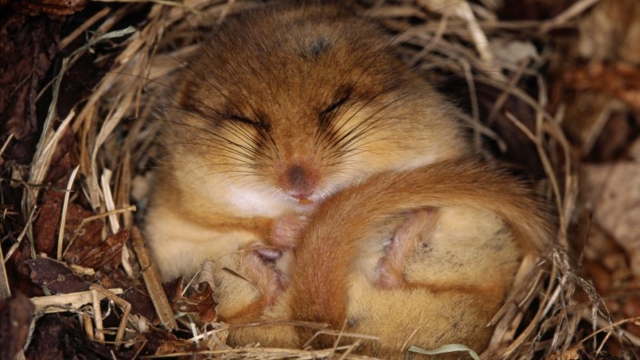Tiere im Winter: Mit dem angefressenen Fettvorrat kann die Haselmaus bis zum Frühling durchschlafen.