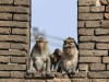 Long-tailed macaques wait for food to be served during the annual Monkey Buffet Festival at the Pra Prang Sam Yot temple in Lopburi