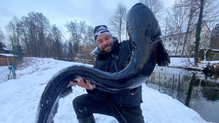 Raubfische: Christian Geuss ist stolz auf seine Fänge: Drei Waller hat er aus der Würm gezogen, der größte von ihnen wiegt 28 Kilogramm.