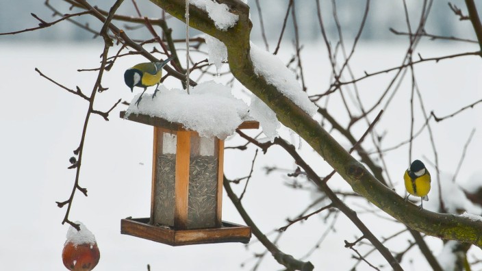 Wintervögel in einem Vogelhaus, 2018