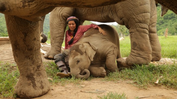 Kuscheln mit Elefanten: Tierschützerin Lek Saengduean Chailert im Elephant Nature Park
