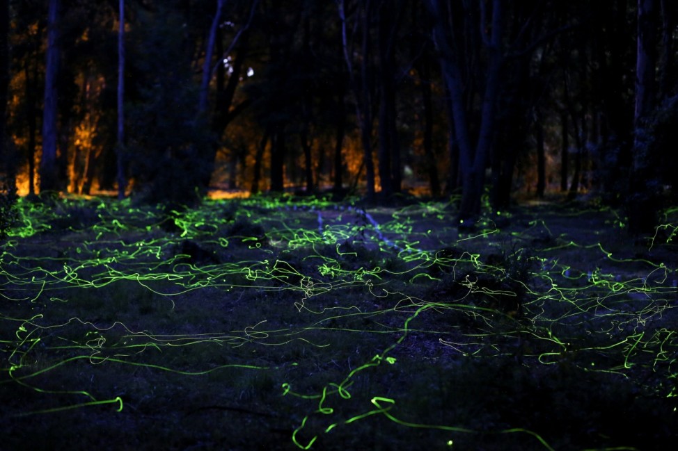 Fireflies light up inside a forest at Pitrufquen area, Temuco
